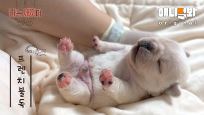 나는 태어난 지 13일 된 프렌치불독 새끼다 [애니멀봐 나새끼 13호] l I’m A 13 Day Old French Bulldog