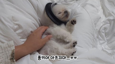 또 입원... 먹깨비 강아지를 입원 시켰더니... | 루퐁이네