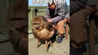 팔을 잃고 힘겹게 살아가던 원숭이의 운명을 바꿔준 할머니