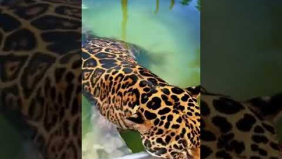 Jaguar Cooling Off! ADORABLE