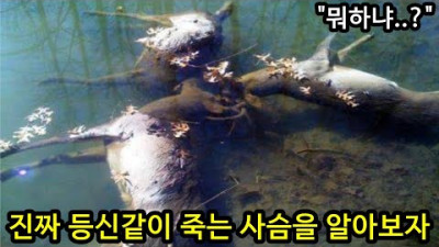 진짜 등신같이 죽는 사슴에 대해 알아보자