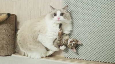 아기고양이를 보고 자기가 진짜 낳은 딸인 줄 아는 고양이