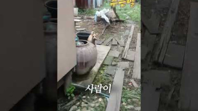 떠돌이 개에게 음식을 나눠주자 보인 놀라운 반응