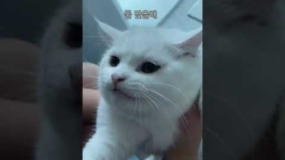 뽀뽀하면 표정으로 대답하는 고양이