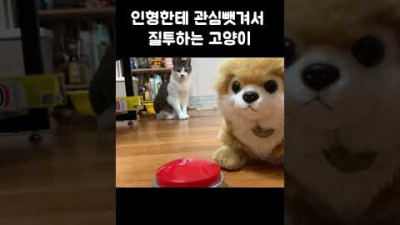 인형한테 질투폭발한 고양이 #shorts #고양이