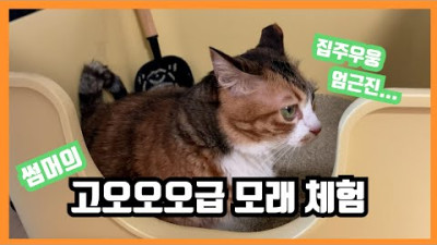 고양이 모래 새로 교체하는 브이로그