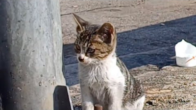 아기고양이 꼬미 이야기🐱 : 길냥이에서 집냥이로