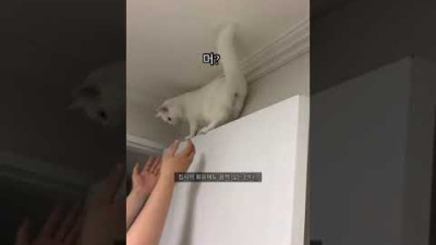 고양이 산타가 집사 심장 쿵 하게 만드는 법