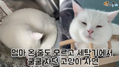 엄마 온 줄도 모르고 세탁기에서 쿨쿨 자던 고양이 사연