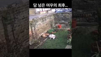 외국의 어느 주택에 여우 한마리가 담을 넘어오는데..
