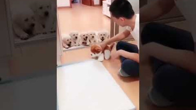 Dogs Training with fun! #shorts
