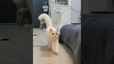 한국고양이 vs 유럽고양이 #shorts