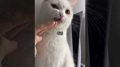 고양이 수염을 쥐잉 내려보세요