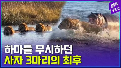 사자 3마리를 제압하는 하마의 엄청난 공격력