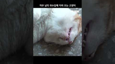 자꾸 남의 국수집에 자러 오는 고양이