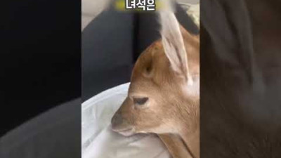 물에 빠진 새끼사슴을 구해주자 생긴 일