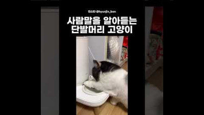 고양이를 속여 봤더니