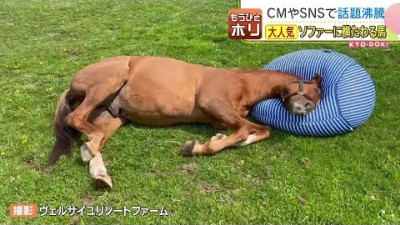 「使い方わかっているんだな」…お盆休みは馬だってのんびりしたい　牧場で目にした元競走馬の脱力系ニュースを深堀り