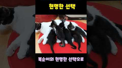 길고양이 복순이의 현명한 선택