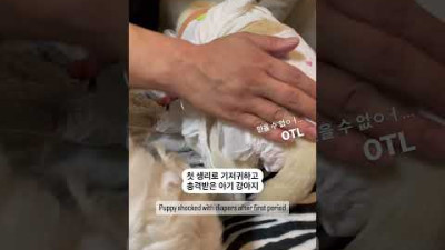 🚨귀여움 주의!!🚨 아기 강아지 이나가 기저귀 착용했을 때