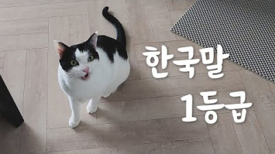 이 정도까지 사람과 대화 가능한 고양이 보신 분?