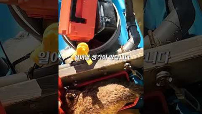바다에서 익사 직전에 너구리를 구해주자... 반응이?!