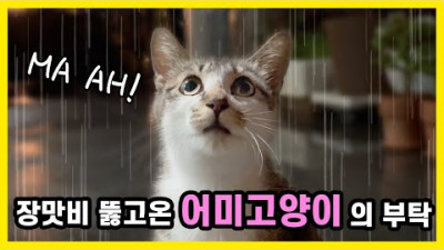 장맛비 맞고온 어미고양이가 MA-AH 하고 우는데.. 무슨 뜻일까요? | 배은망덕고양이들