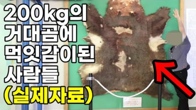 (실제자료)200kg의 거대한 곰에 먹잇감이 된 사람들