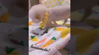 아기와 강아지는 사랑입니다 Babies and puppies are love #shorts