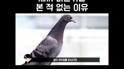우리가 새끼 비둘기를 본 적 없는 이유 #shorts