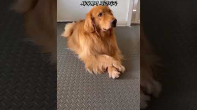 주인 모르게 간식 숨기는 강아지🐶
