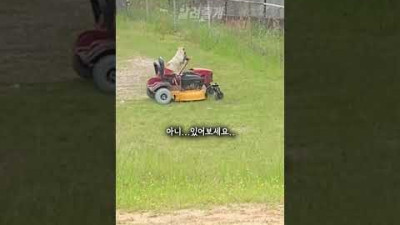 강아지가 잔디 깎는거 처음 보시나