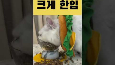 먹방 촬영중인 고양이