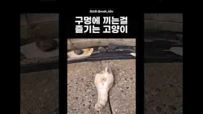 구멍에 끼는걸 즐기는 고양이