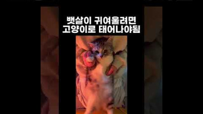 고양이에게 제로투를 시켜봤더니