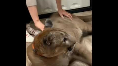 산책갔다오면 스스로 발 씻을 준비하는 퓨마