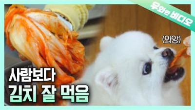 밥 먹을 때 빤~히 쳐다보는 댕댕이 이제 외면 안 해도 된다?!┃Wanna Share Delicious Food with Your Doggo?