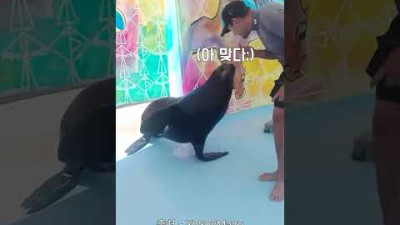 똑똑한 바다표범이 조련사 놀리는 방법ㅋㅋㅋㅋ