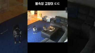 불속성 고양이 #동물짤
