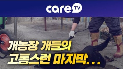 외부) [케어TV] 개농장 개들의 고통스런 마지막 순간