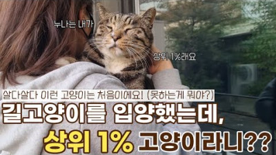 길고양이 구조했더니..? : 우리 고양이는 상위1% 고양이!!