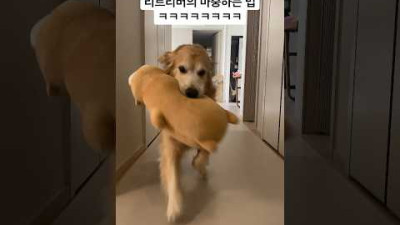 외부) 리트리버가 마중하는 법 ㅋㅋㅋ