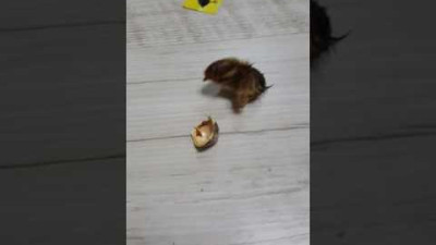 메추리알에서메추리나옴
