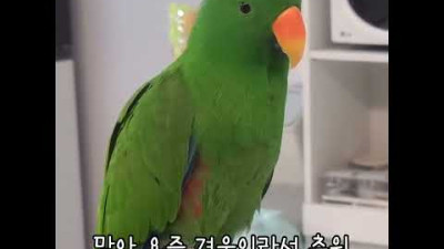[지구] 겨울이라서 춥다는 앵무새 / 집은 따뜻하단다 / 오늘은 안우김 / talking parrot / #shorts