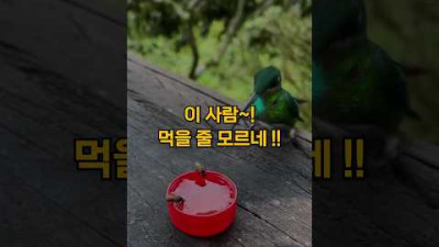 벌새와 꿀벌이 만나면 벌어지는 일#shorts