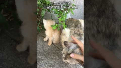 고양이가 집사를 선택하는 과정