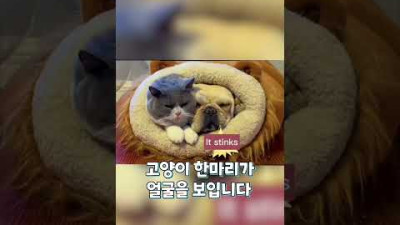 고양이한테 까부는 강아지 (+복수) #shorts