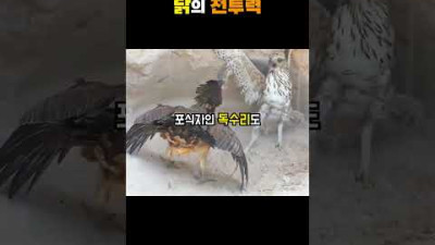 알고보면 개쩌는 치킨의 전투력;;