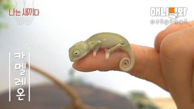 나는 태어난 지 21일 된 카멜레온 새끼다 [애니멀봐 나새끼 4호]ㅣI'm A 21 Days Old Veiled Chameleon