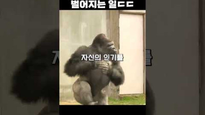 조지 클루니 닮은 잘생긴 고릴라ㅋㅋ